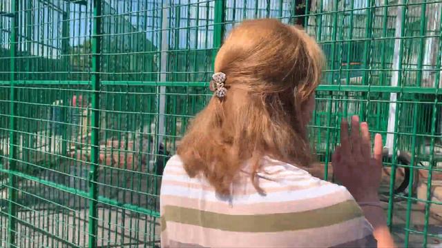 Зоопарк Белицкое ЗооСвит смотреть онлайн