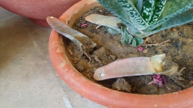 Gasteria  Succulent  Plant Propagation, Update