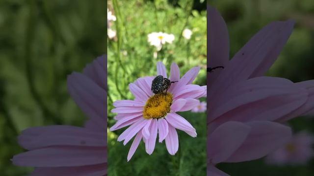 Персидская ромашка смотреть онлайн