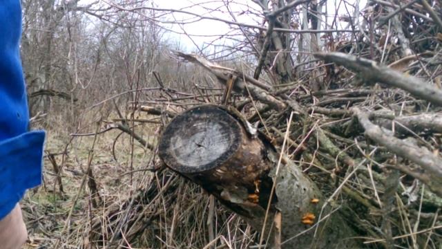 как собрать грибы в феврале