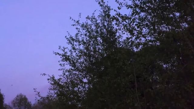 Стаи майских жуков. Flock of beetles. смотреть онлайн