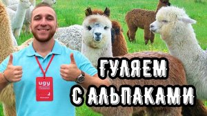 ГУЛЯЕМ С АЛЬПАКАМИ