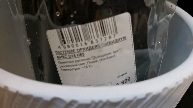 Victorio, биглипы и орхидеи с названиями в свежем завозе орхидей Оби г. Омск. смотреть онлайн