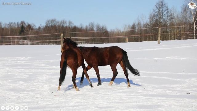 Самая красивая мелодия в мире! Музыка лечит сердце и сосуды ❄️ЗИМА, СНЕГ. ЛЮБОВЬ смотреть онлайн