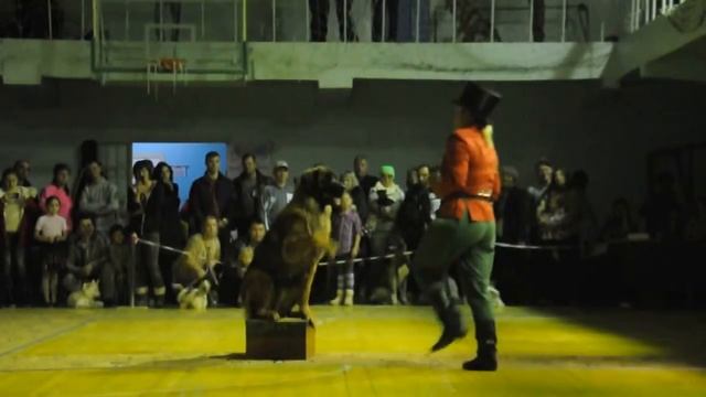 Леонбергер цирковой артист смотреть онлайн