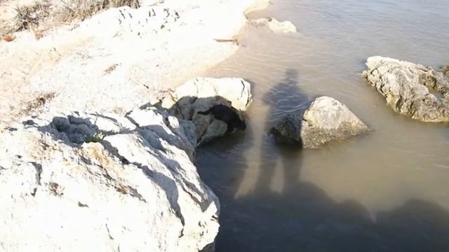 Кошка пьет морскую воду! смотреть онлайн