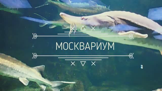 Москвариум.Куда сходить в Москве. смотреть онлайн