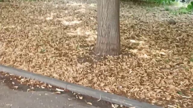 ТАГАНРОГ. НА РЫНКЕ "ЦЕНТРАЛЬНОМ" смотреть онлайн