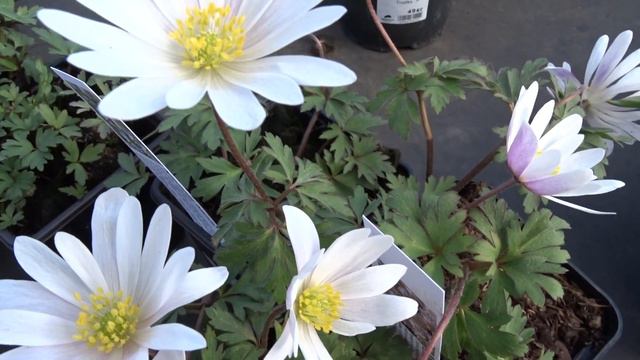 Anemone blanda 'White Splendour' смотреть онлайн
