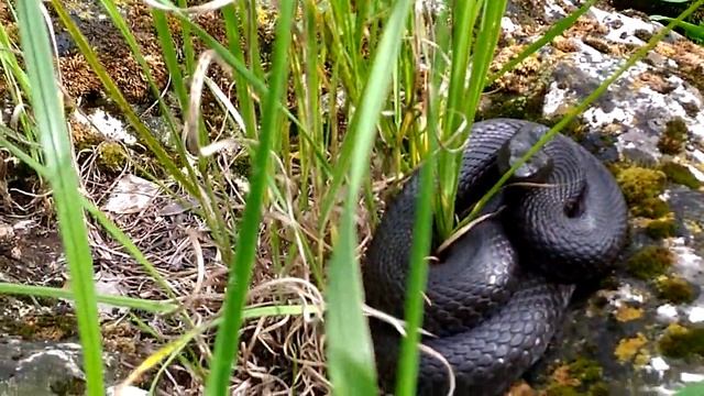 Гадюка обыкновенная. В заповеднике Самарская Лука во время прогулки были замечены крупные гадюки. смотреть онлайн