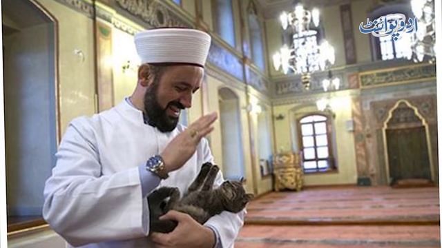 What Does Islam Say About The Most Popular Pet Cat? | Lesser Known Facts About Cats смотреть онлайн