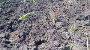 Пахота сада трактором Т-74 плантажным плугом.