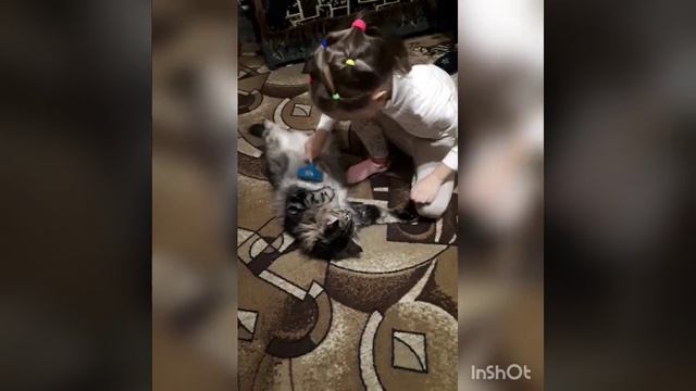 Вычесывание кота #вычесывание#пушистыйкот#пуходерка#процессвычесывания# смотреть онлайн