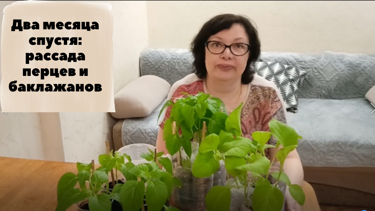 Два месяца спустя: рассада перцев и баклажанов. смотреть онлайн