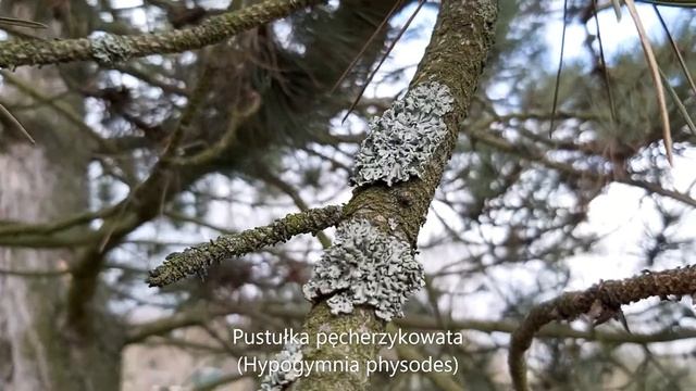 Pustułka pęcherzykowata (Hypogymnia physodes) - 22.02.2022, Nowa Huta, Kraków. смотреть онлайн