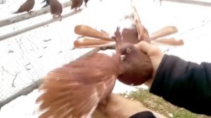 Николаевские голуби. Бердянский район. Голуби Украины 2019 года