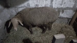 Овцы перед окотом