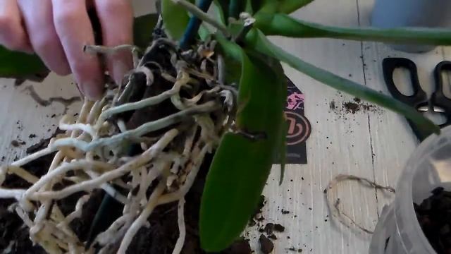 Две орхидеи "А- ля Черная птичка" в одном горшке. Почему я их рассадила? ч. 1 смотреть онлайн