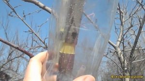 Размножение Деревьев Черенками. Как Получить Корни На Ветке, Не Срезая Её