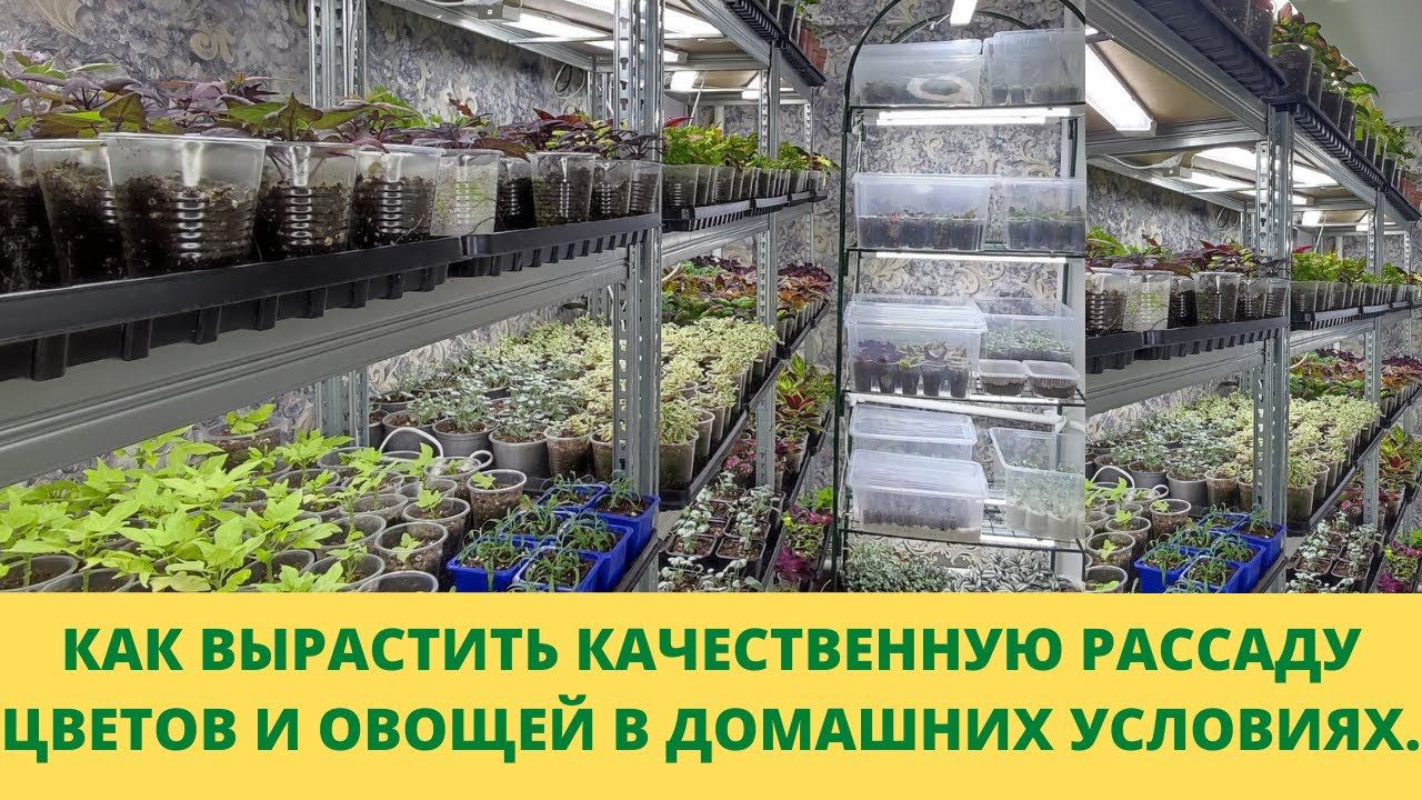 Почему у меня хорошая рассада? Мой уход без секретов Поливаю дозированно. Как это? Ответы на вопросы смотреть онлайн