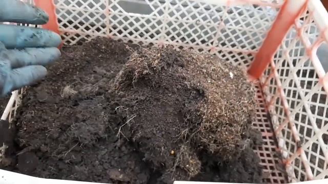 Дождевые черви в горшке!Караул!!!! ???? смотреть онлайн