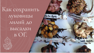 Хранение луковиц лилий до высадки в открытый грунт.