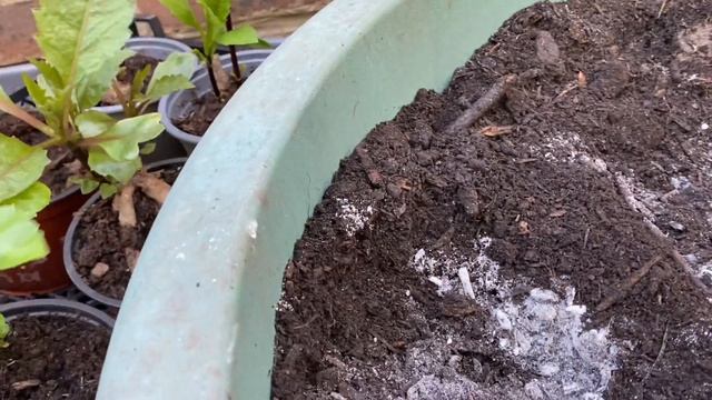 Георгины! ПОСАДКА в Горшок ! Групповые посадки георгин. How to plant out Dahlias. London. смотреть онлайн