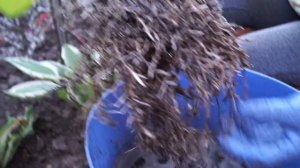Хоста-размножаем деление куста.