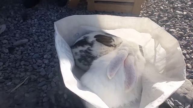 QUYON BOZORI #FARGONA BEHSBOLA