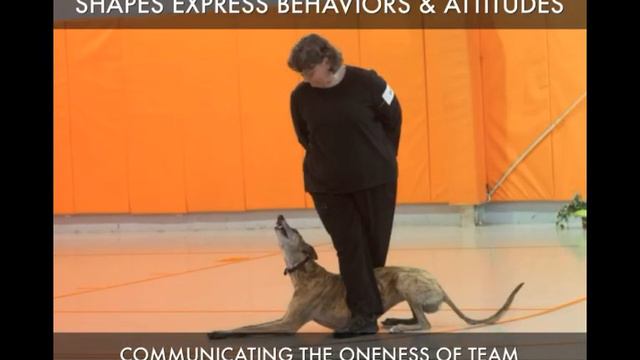 Canine-Freestyle смотреть онлайн