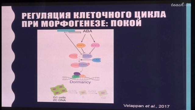 Лабунская Е.А. - Рост и развитие растений - 1. Основные понятия. Клеточные механизмы роста растений смотреть онлайн