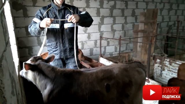 замеры телят. сколько кг весят телята. симментал 6 месяцев. швец 4 месяцев абердин 4 месяца смотреть онлайн