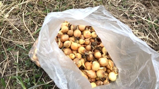 Посадка лука Лук Севок штутгартер смотреть онлайн