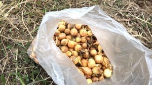 Посадка лука Лук Севок штутгартер