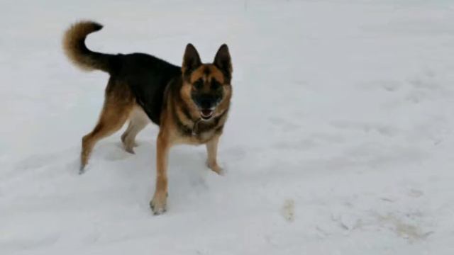 Считалочка. Раз собака, два собака... смотреть онлайн