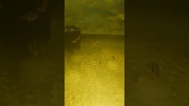 #Барбусы#Барбусы опять рубятся #Барбусы #Самые неприхотливые #И популярные аквариумные рыбки#Shorts смотреть онлайн