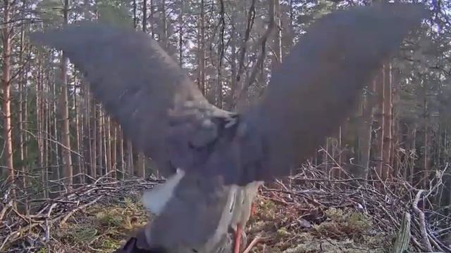 Черный аист . Аистиха играет. 18+ . Stork plays. 18+ смотреть онлайн