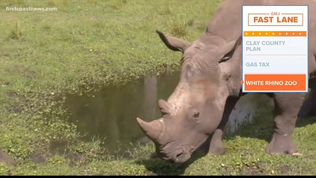 Jacksonville Zoo and Gardens welcomes new southern white rhinoceros смотреть онлайн