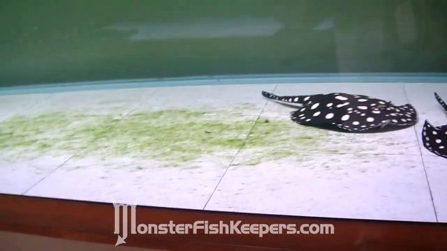 Black Diamond Ray : Stingray : Potamotrygon : Taiwan 2009 : HD Quality смотреть онлайн