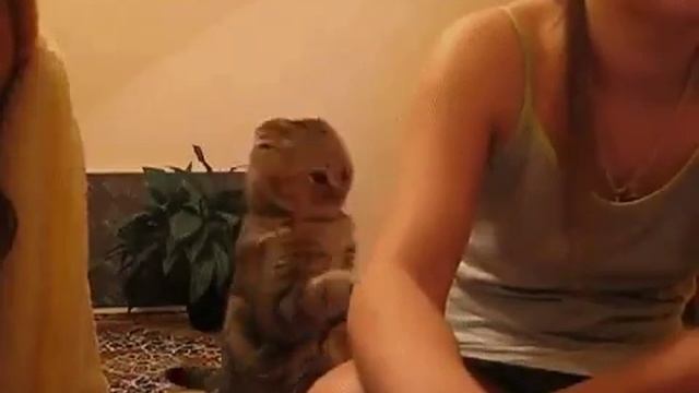 кот баюн смотреть онлайн