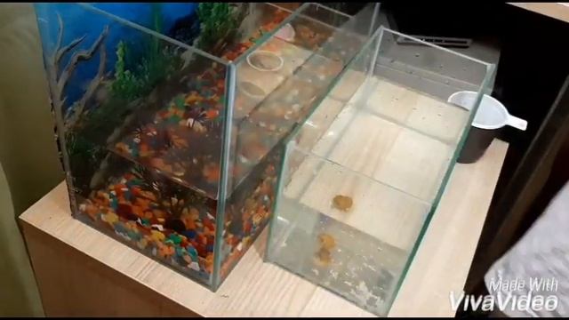 Как я мою аквариум.Петушок