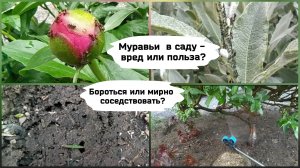 Муравьи в саду - вред или польза. Враждовать или мирно соседствовать.