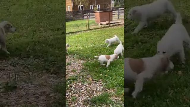 Алабай щенки. смотреть онлайн