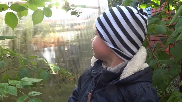 Ремонтантная малина, два урожая .До самого снега ! Собираем с внуком малину. смотреть онлайн