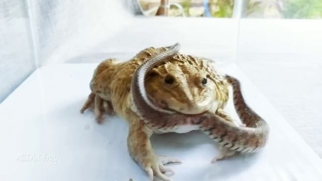 Asian Bullfrog Tries to Eat Big Snake And Scorpion! What to see? смотреть онлайн