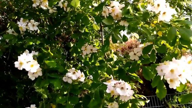 Жасмин и рябина. Jasmin und Eberesche. Jasmine and rowan. смотреть онлайн