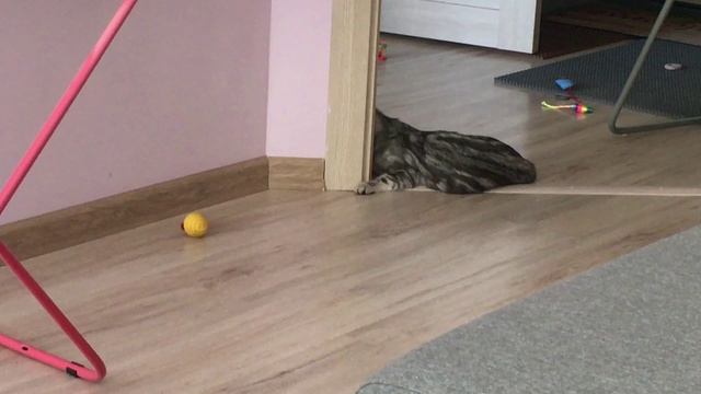 Кошечка гуляет смотреть онлайн