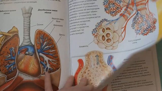 Анатомия человека. Обзор детской энциклопедии смотреть онлайн