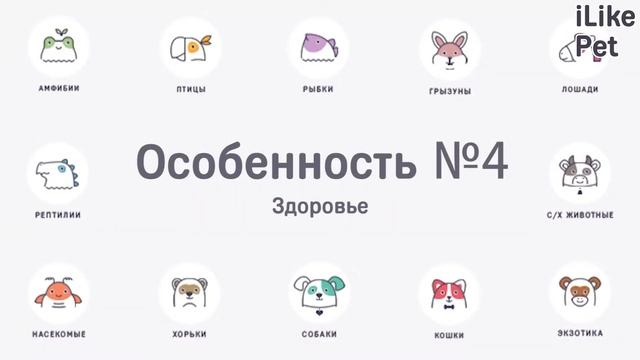 5 особенностей собак мелких пород смотреть онлайн