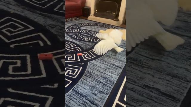 Попугай Белый Какаду танцует, Parrot White Cockatoo dancing: #shorts смотреть онлайн